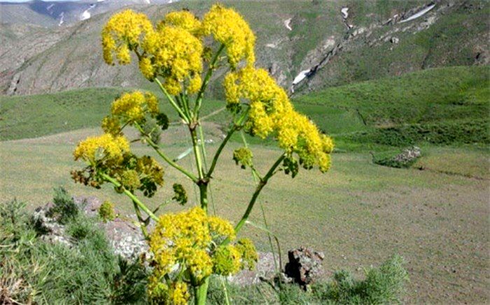 مراقب انتشار آلودگی ویروس کرونا در موقع برداشت گیاهان باشید