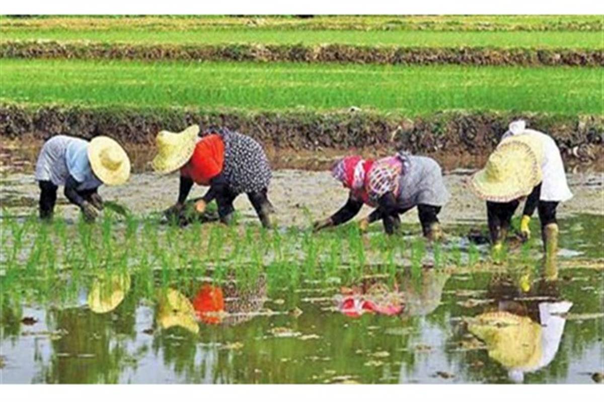 استفاده حداکثری از ماشین آلات کشاورزی در کشت برنج برای مقابله با کرونا