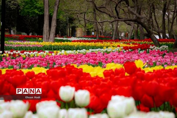 گل‌های لاله در بوستان ملت