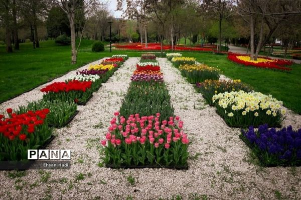 گل‌های لاله در بوستان ملت
