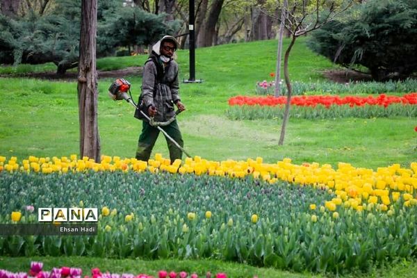 گل‌های لاله در بوستان ملت