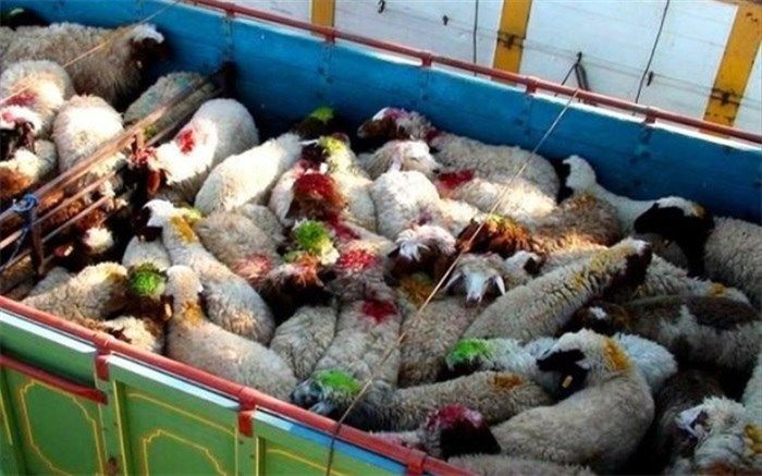 کشف ۱۴۰۰ راس گوسفند قاچاق در اقلید و لارستان