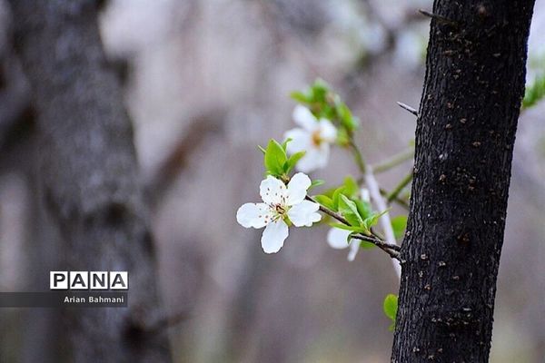 شکوفه‌های  بهاری در زنجان