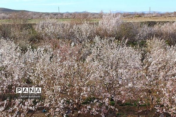 شکوفه‌های  بهاری در زنجان