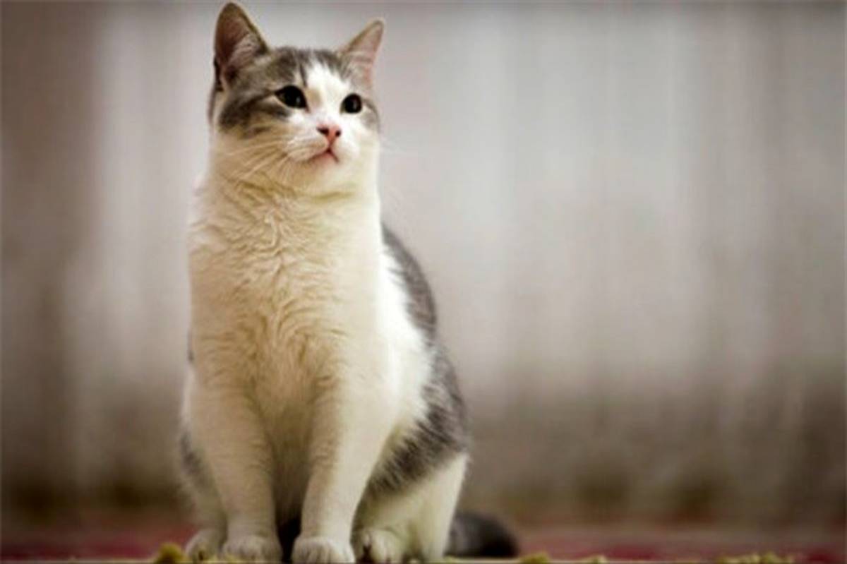 گربه‌ها کروناویروس را انتقال می‌دهند؟