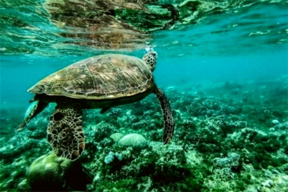 لاک‌پشت‌های دریایی ایران در خطر انقراض