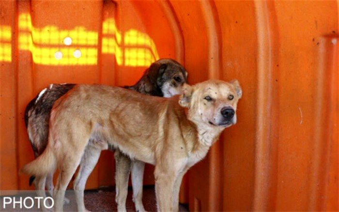 تشریح وضعیت "سگ‌های بلاصاحب" پایتخت در روزهای کرونایی