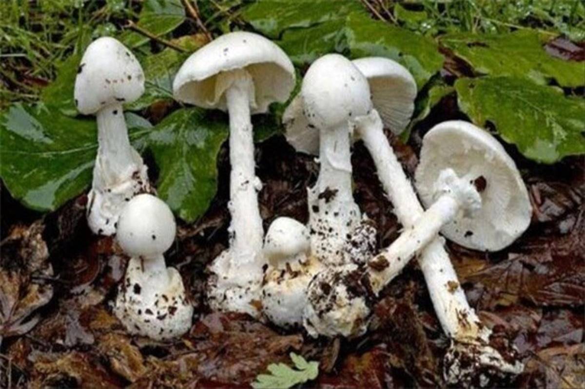 هشدار: خوردن قارچ‌های روییده در طبیعت خطر مرگ به دنبال دارد