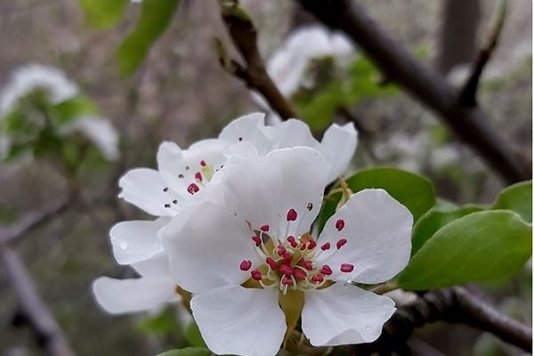 شکوفه‌های بهاری در کردان