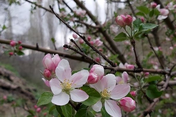 شکوفه‌های بهاری در کردان