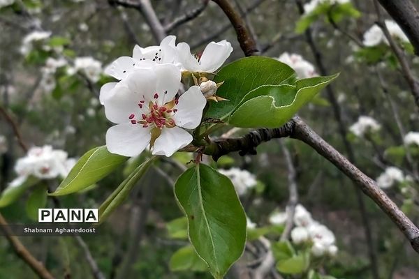 شکوفه‌های بهاری در کردان