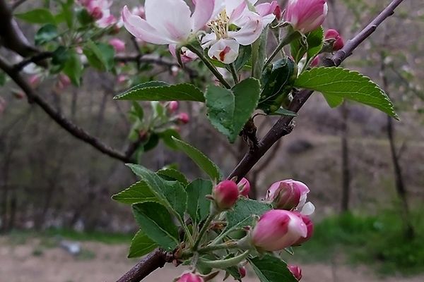 شکوفه‌های بهاری در کردان