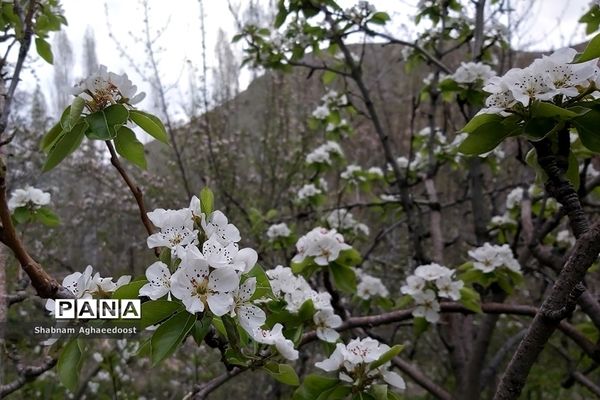 شکوفه‌های بهاری در کردان