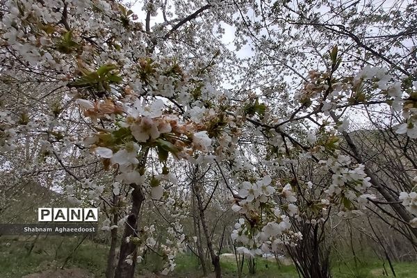 شکوفه‌های بهاری در کردان