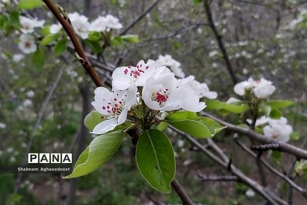 شکوفه‌های بهاری در کردان