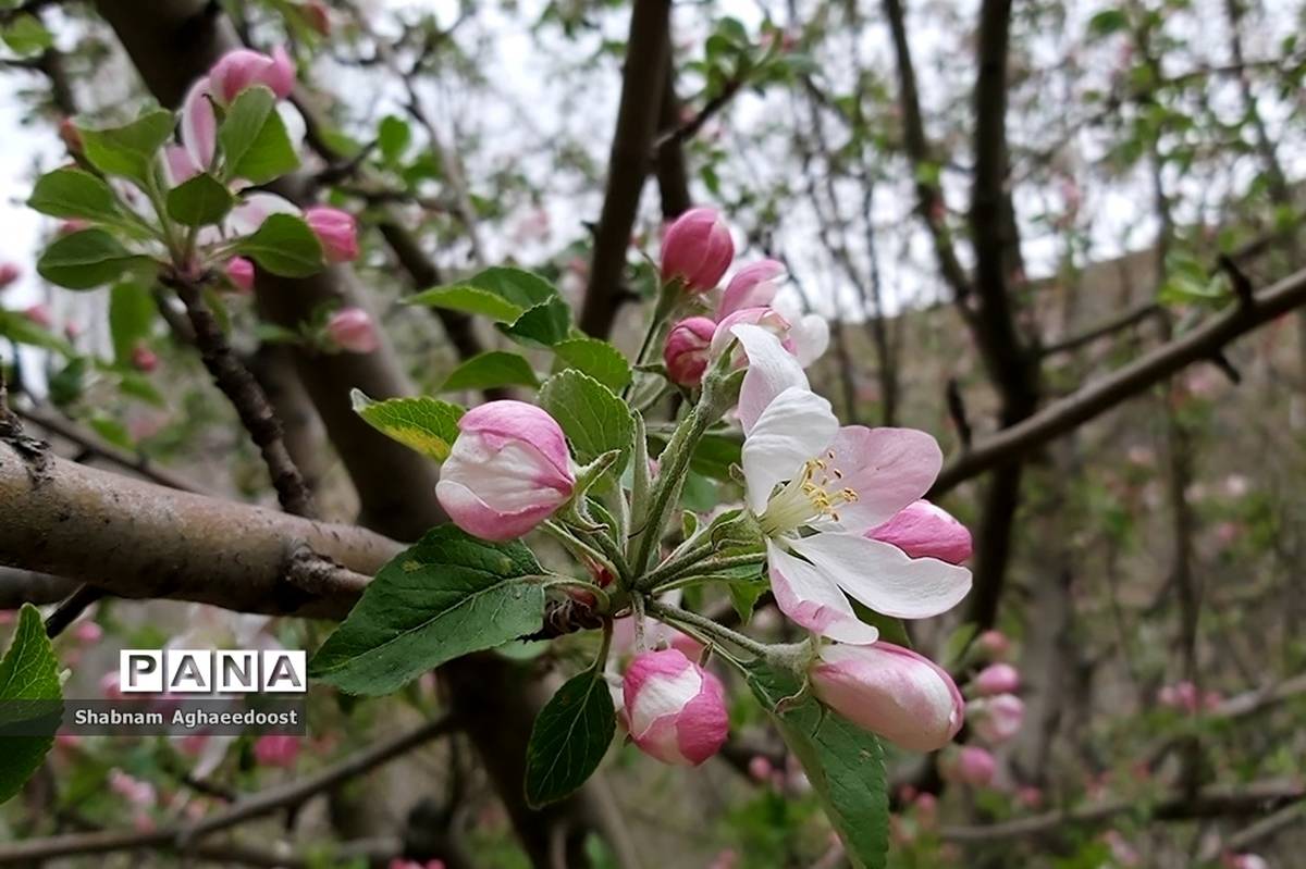 شکوفه‌های بهاری در کردان