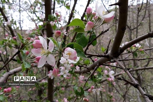 شکوفه‌های بهاری در کردان