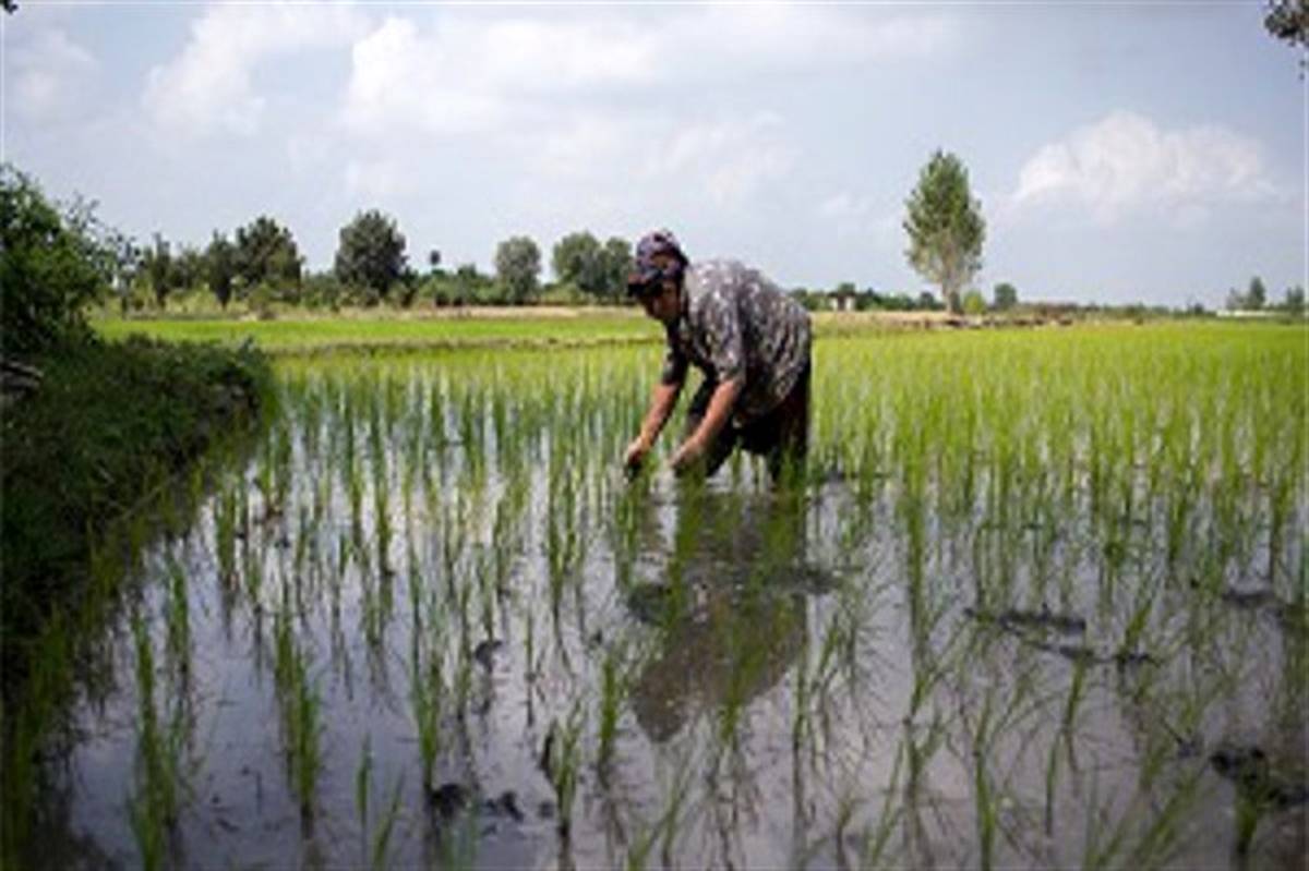 تاثیر بارش‌های بهاری بر افزایش سطح زیر کشت و تولید برنج در سال ۹۸