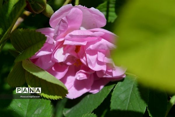 به ثمر رسیدن گل‌های محمدی در شهرستان خوسف