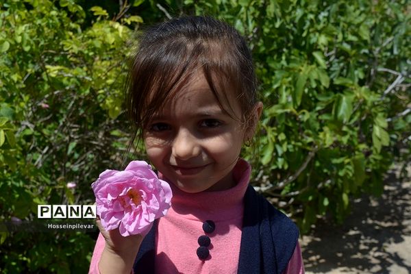 به ثمر رسیدن گل‌های محمدی در شهرستان خوسف