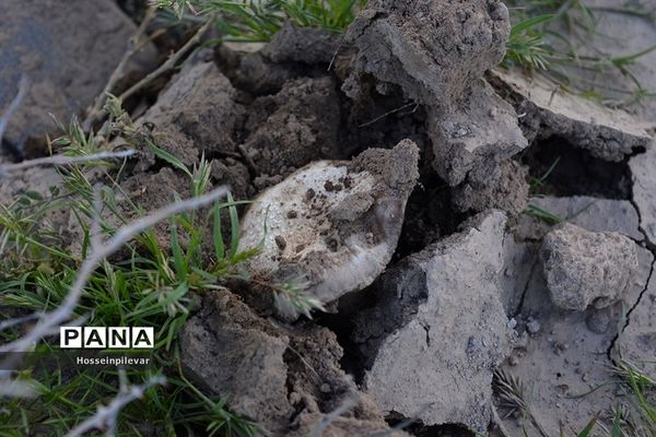 به ثمر رسیدن قارچ در بیابان های شهرستان خوسف