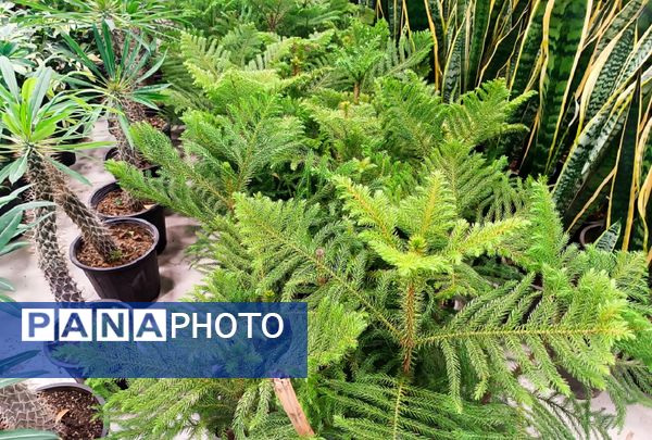  دهمین نمایشگاه گل و گیاه و گیاهان آپارتمانی در اردبیل