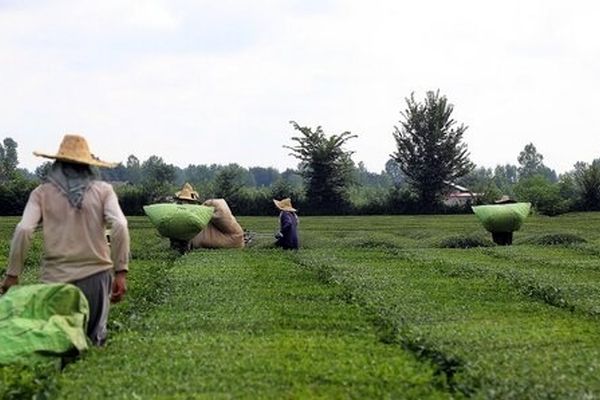 بیش از ۲۵ هزار و ۸۰۰ تن چای خشک در کشور تولید شد