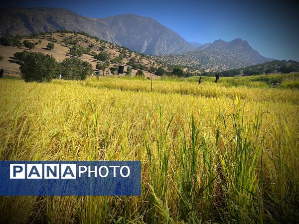قاب‌های ماندگار از برداشت برنج در منطقه میانکوه 