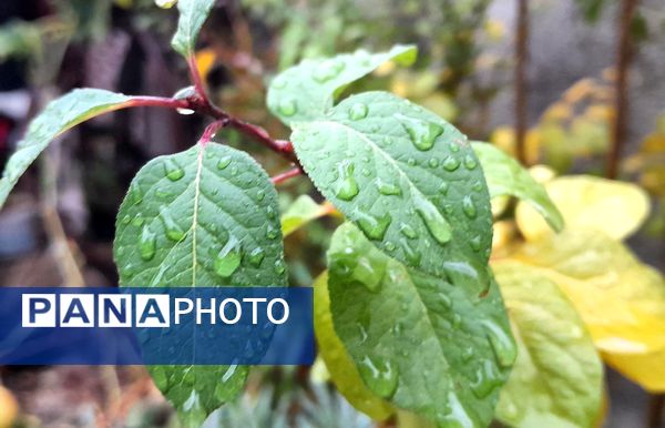 بازگشت باران به میانکوه پس از ماه‌ها خشکسالی