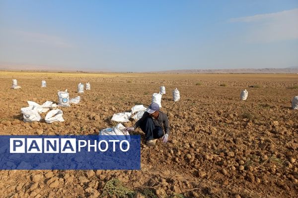 برداشت محصول سیب زمینی در روستای داغیان