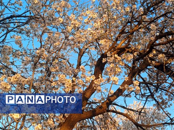 طبیعت با شکوفه‌های رنگارنگ به استقبال نوروز آمد