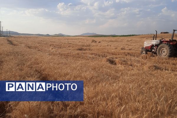  آغاز برداشت گندم از مزارع شهرستان هلیلان 