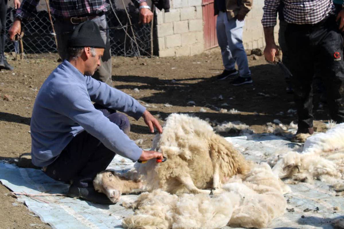 آیین پشمچینی پاییزه در روشنده؛ تلفیق سنتهای دامداری با اقتصاد پایدار