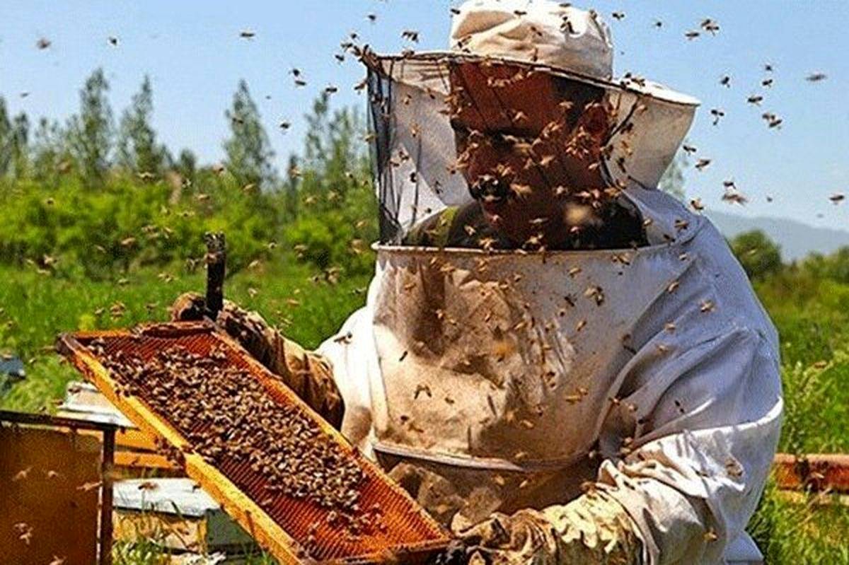 زنبورعسل، آموزگاری کوچک برای نسل سازندگان ایران