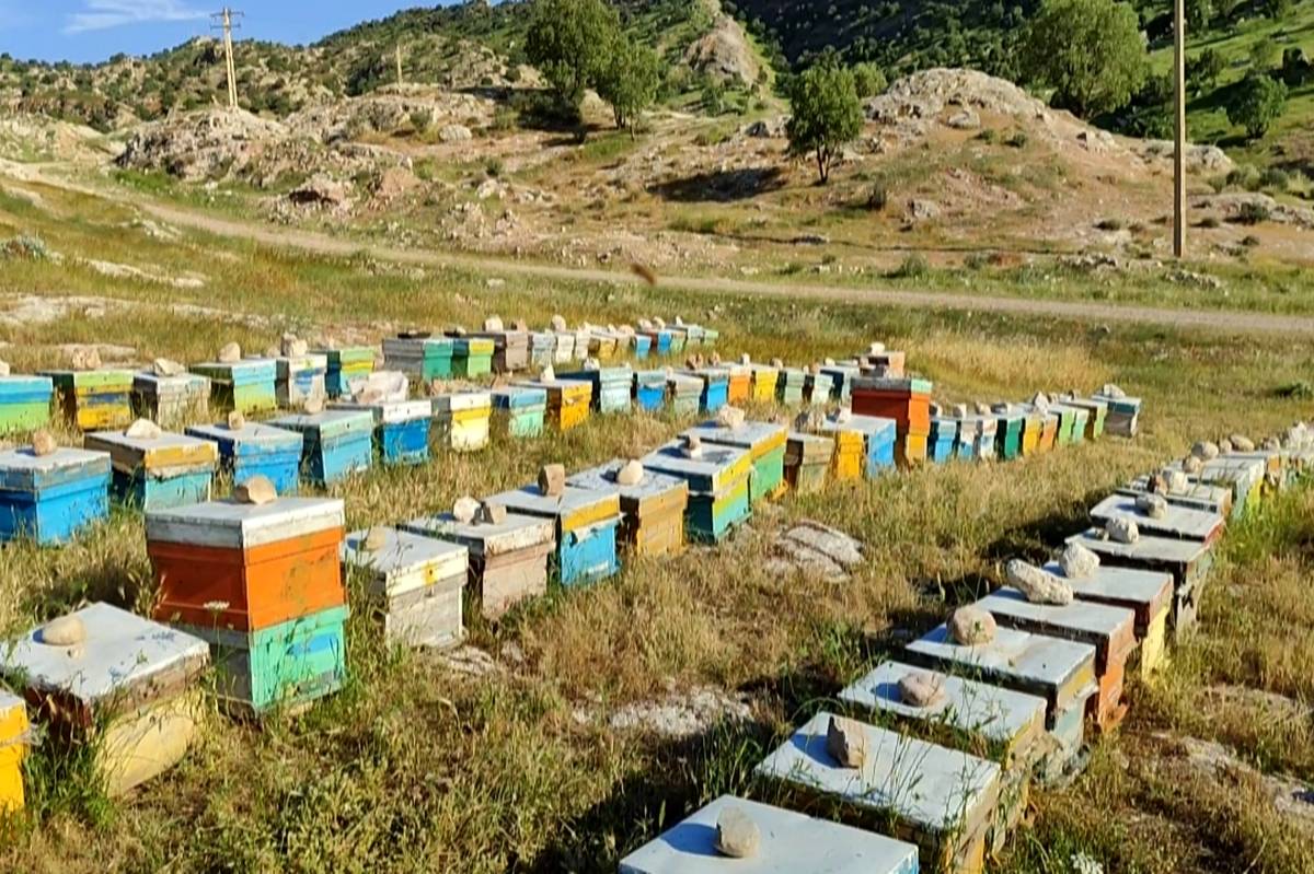 معرفی نژاد زنبور عسل «آرام» به کشاورزان
