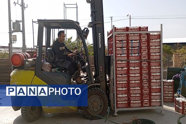 فصل برداشت میوه های پاییزی در شهر زیبای بار نیشابور.