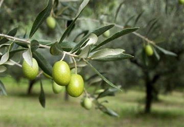 روز جهانی زیتون؛ نماد سلامتی و صلح در قاب توجه دانش‌آموز خبرنگار پانا