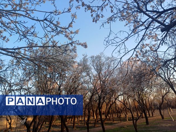 طبیعت با شکوفه‌های رنگارنگ به استقبال نوروز آمد