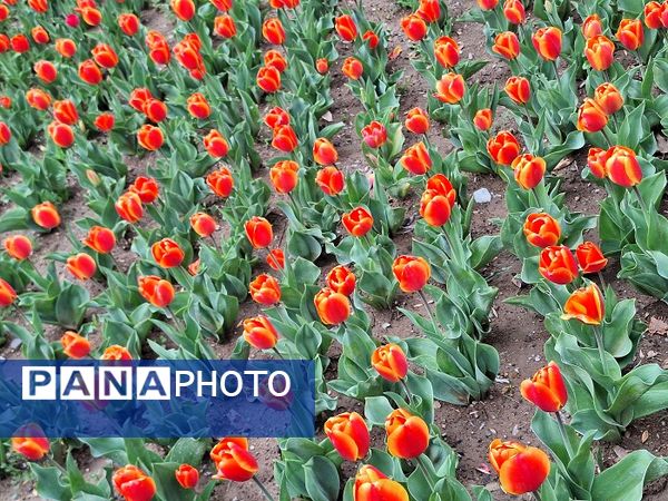 حال و هوای جشنواره  لاله‌های کرج 