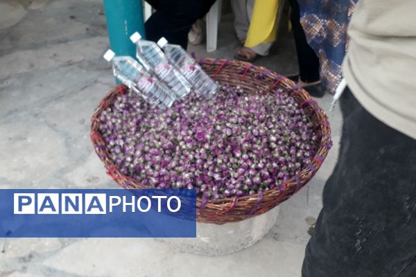 جشنواره آلبالو و گیلاس روستای اناج