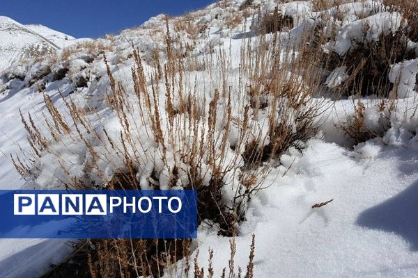 بارش برف در روستای اصقول سربیشه