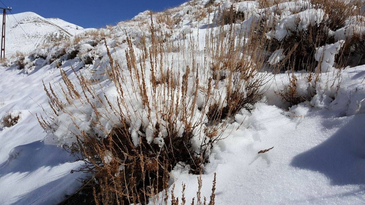 بارش برف و باران در برخی استان‌ها