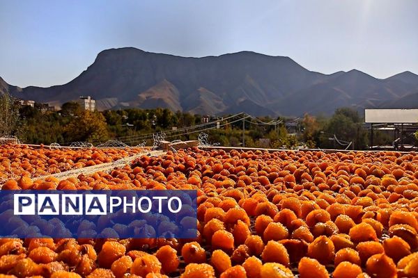 فصل برداشت میوه های پاییزی در شهر زیبای بار نیشابور.