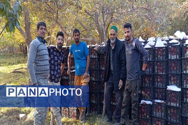فصل برداشت میوه های پاییزی در شهر زیبای بار نیشابور.