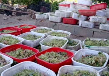روایت خبرنگار پانا از برداشت انگور در باغ‌های روستای سرحوضک