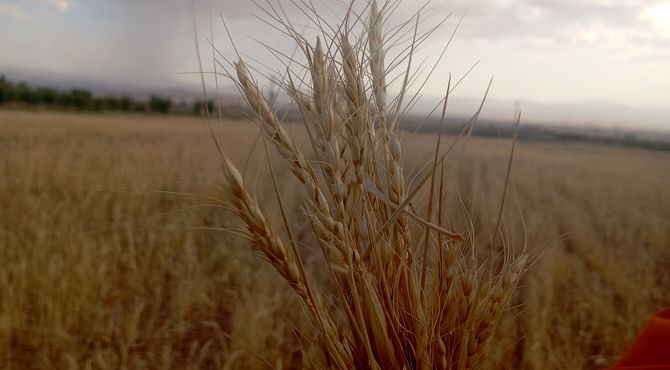 خشکسالی در روستای گزکوه