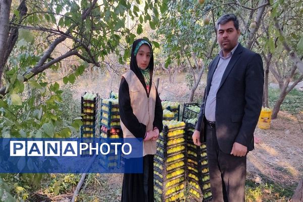 فصل برداشت میوه های پاییزی در شهر زیبای بار نیشابور.