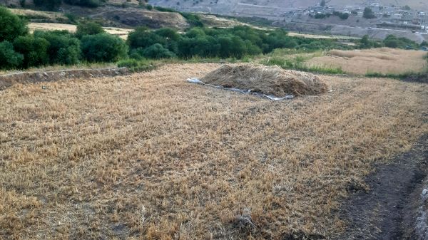 برداشت گندم در روستای بیدله