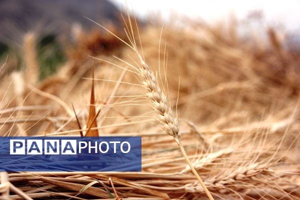 آغاز برداشت گندم در شهرستان ارومیه