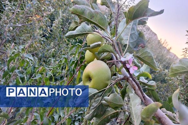 فصل برداشت میوه های پاییزی در شهر زیبای بار نیشابور.